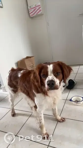Chien trouvé à Redon, propriétaire recherché - photo