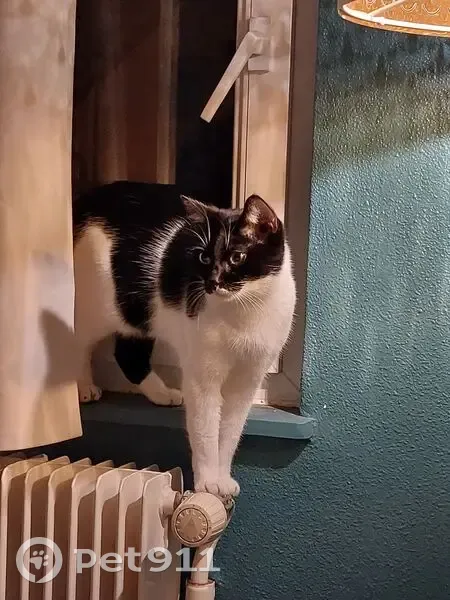 Chat perdu : blanc/noir, Rue du Ciel, Duntzenheim - photo