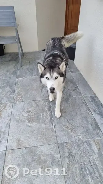 Chien trouvé à Toulouse, Place du Capitole - photo