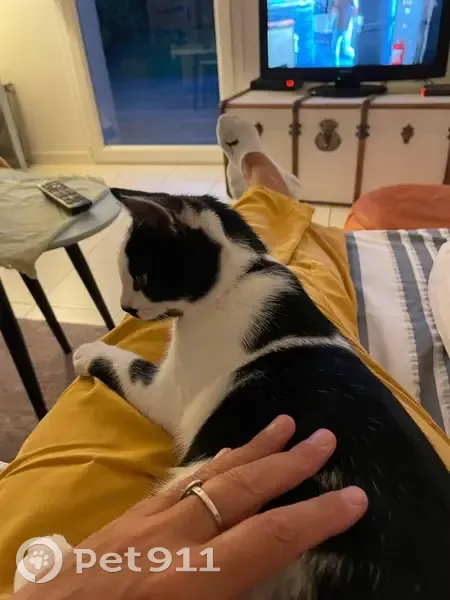 Chat noir et blanc perdu à Louvigny - photo