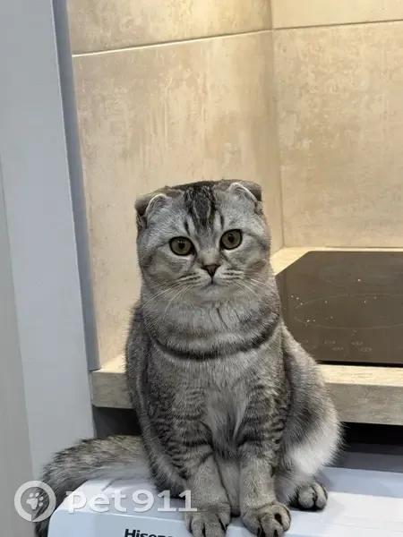 Jeune chatte perdue à Alfortville - photo