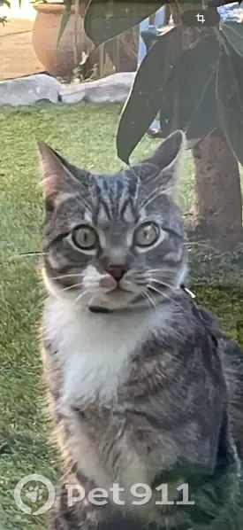 Chat Européen gris-blanc-roux perdu à Roquebrune - photo