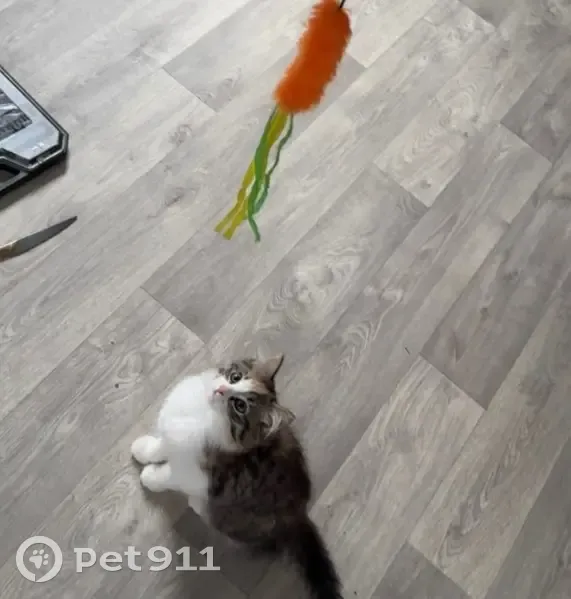 Chatte tricolore disparue à Cluses - photo
