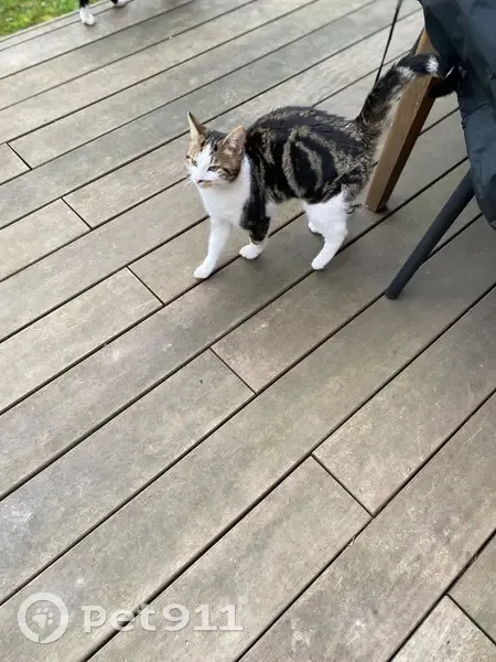 Jeune chat mâle sociable trouvé à Lyon - photo