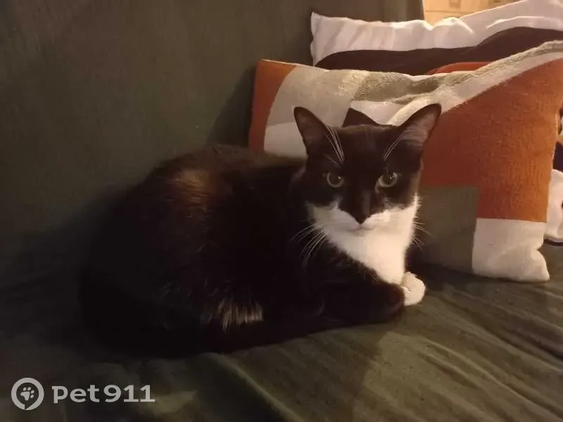Chat perdu, noir/blanc, 8kg, St-Estève - photo