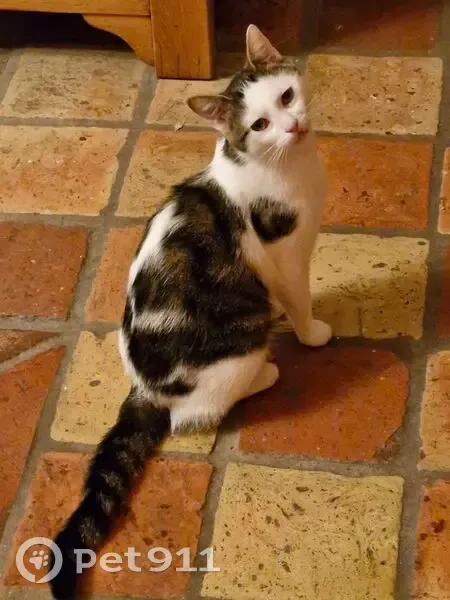 Chat perdu : FRIPOUILLE, blanc et tigré - photo
