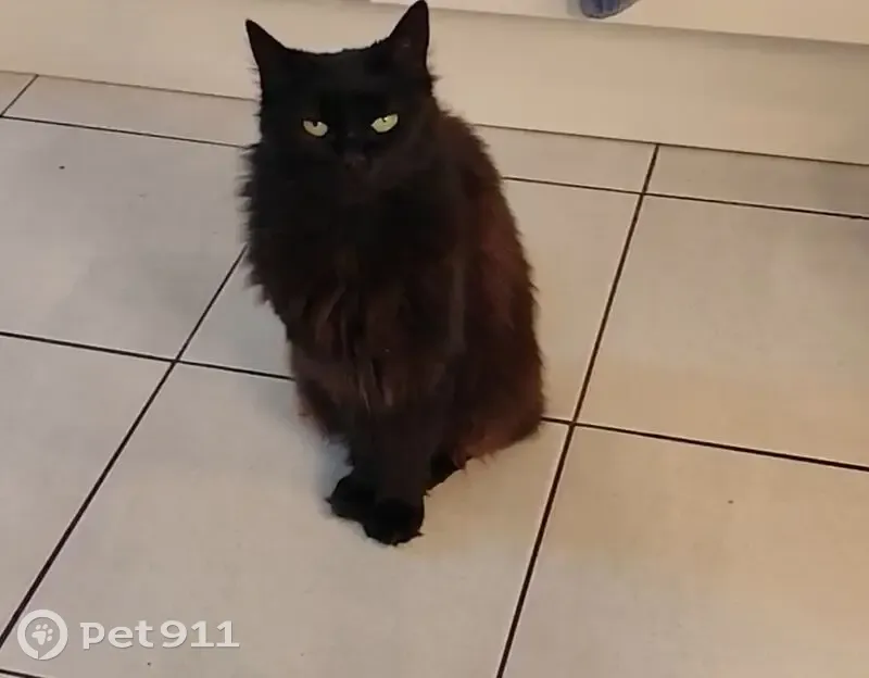 Chatte noire disparue à Viville - photo