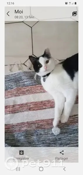Bounty, chat noir et blanc perdu à Beaucourt - photo