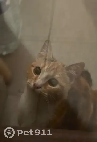 Jeune chatte tricolore trouvée à Saint-Yrieix - photo