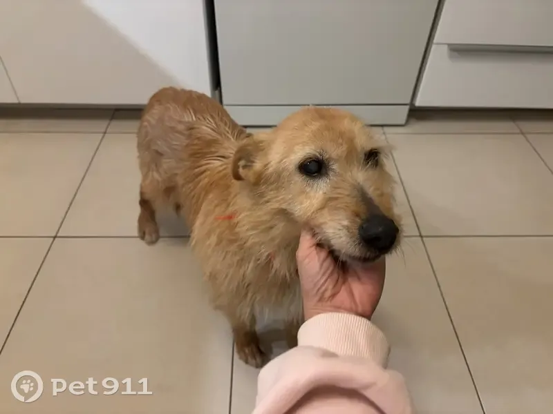 Chienne errante blessée à Dammartin - photo