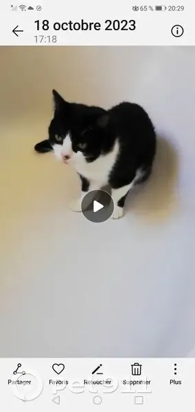 Chat blanc et noir perdu à Lédat - photo