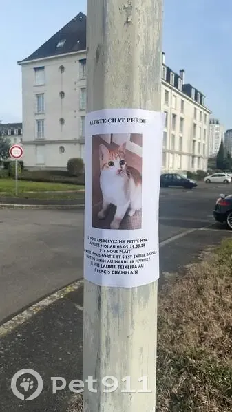 Chaton rousse et blanche perdue à Tours - photo