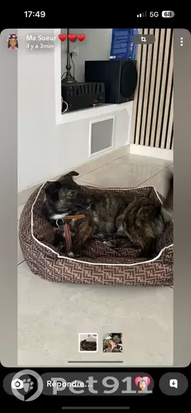 Chienne perdue à Roquevaire, contactez-nous ! - photo