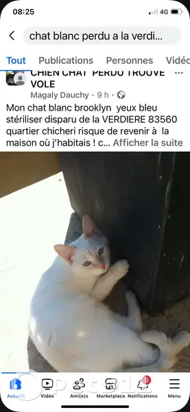 Chat perdu: Brooklyn, grand, yeux bleus - photo