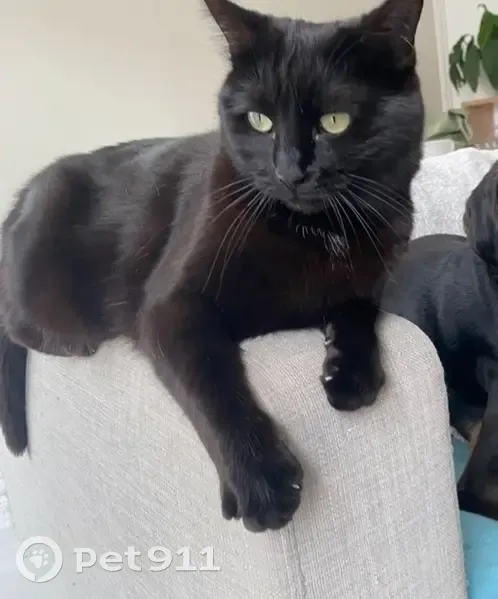 Chatte noire perdue, quartier St Eugénie - photo