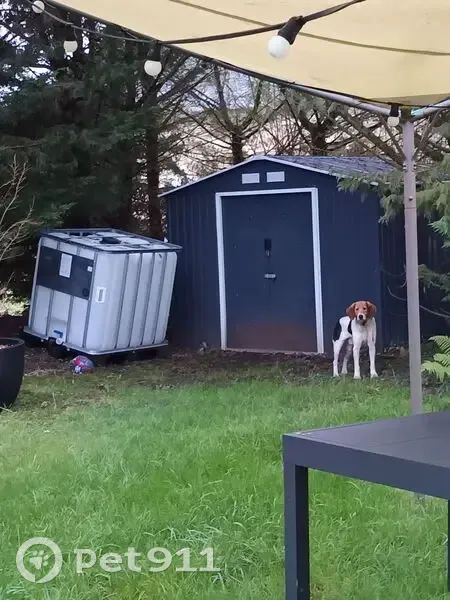 Chien type Beagle trouvé apeuré, Les Bois d'Anjou - photo