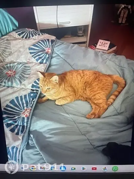 Chat perdu à Orléans, Rue Moyreau - photo