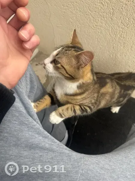 Jeune chatte trouvée à Beauchamp - photo