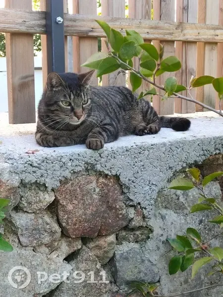 Chat perdu à La Bazouge-des-Alleux - photo