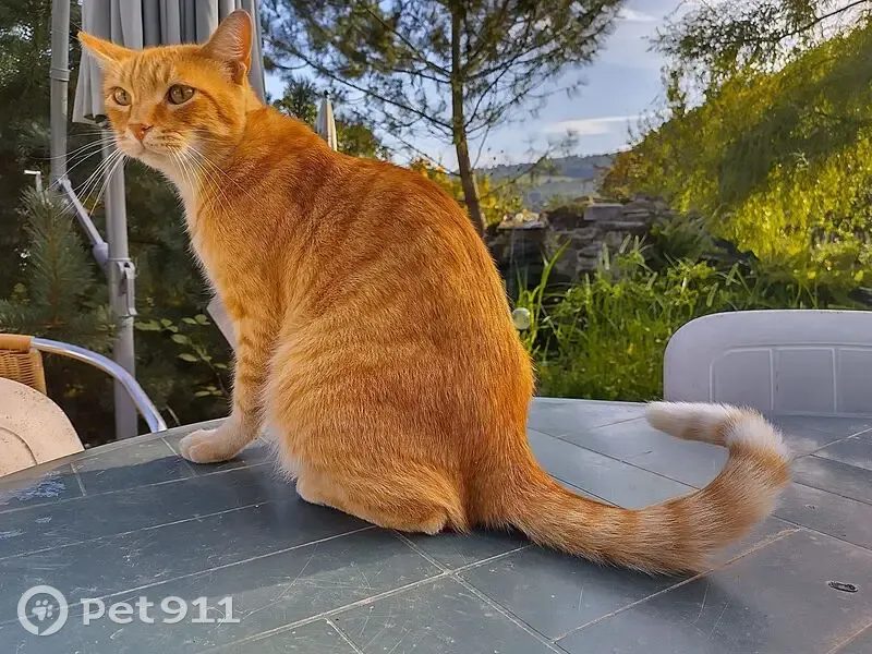 Chat roux perdu à Roquiague - photo