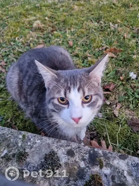 Chat trouvé rue Magellan, non identifié - photo