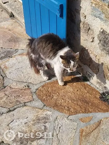 Chat trouvé à Lauthonie, Sainte-Fortunade - photo