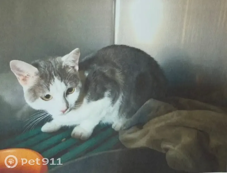 Chat gris et blanc trouvé à Annecy - photo