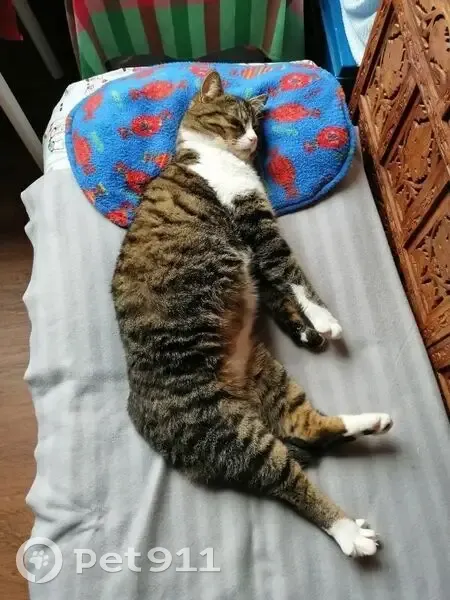 Chat tigré disparu à Orléans - photo