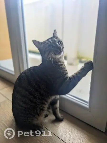 Chat Perdu : Nala, 2 ans, Route de Toulouse - photo