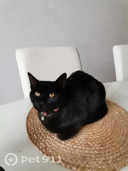 Chat noir trouvé près de l'hôpital à Créteil - photo