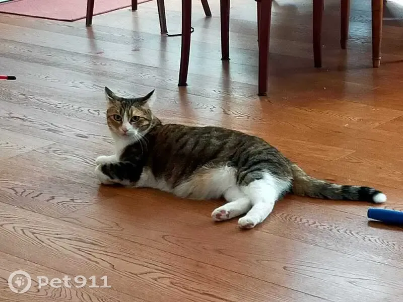 Chat perdu: femelle tigrée, St-Hélier, Rennes - photo