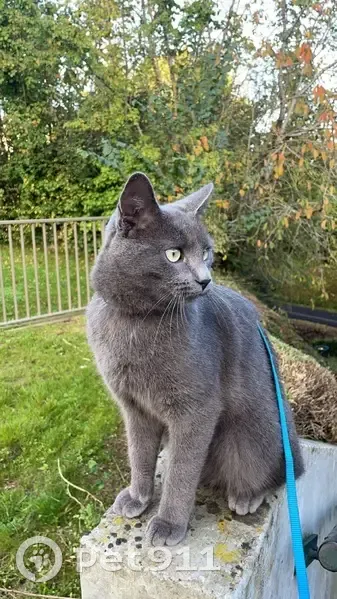 Chat gris mâle disparu à Caen, aide SVP - photo