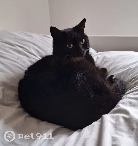 Chat noir perdu près de la clinique Jeanne d'Arc - photo