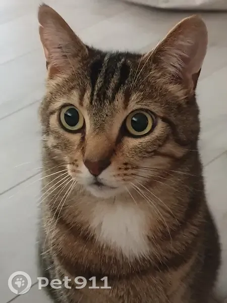 Chat mâle tigré disparu à Ohnenheim - photo