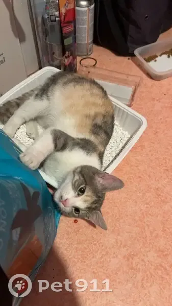 Chaton sociable trouvé Rue de Suède, Lille - photo