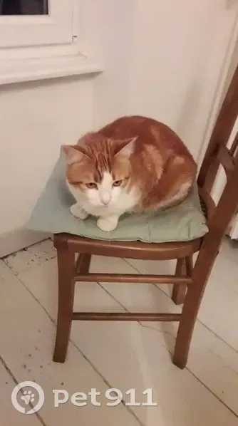 Chat perdu à Maen Roch le 17/02/25 - photo