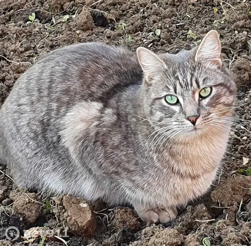 Chat tigré perdu à Fillière - photo