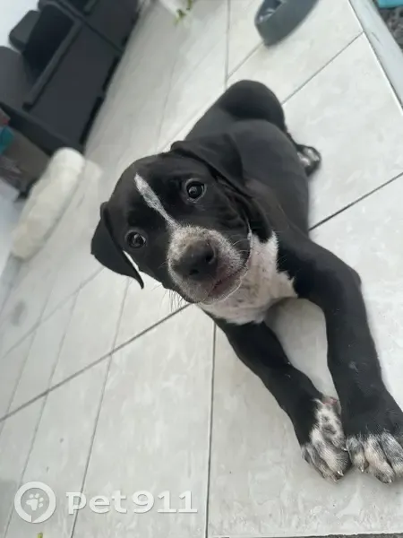 Chiot noir et blanc perdu à La Possession - photo