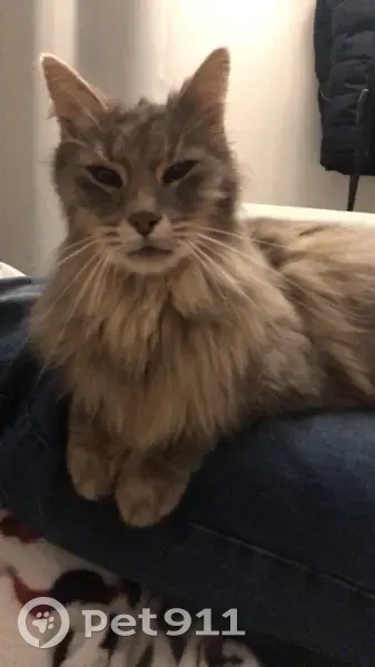 Chat européen gris disparu à Vaux - photo