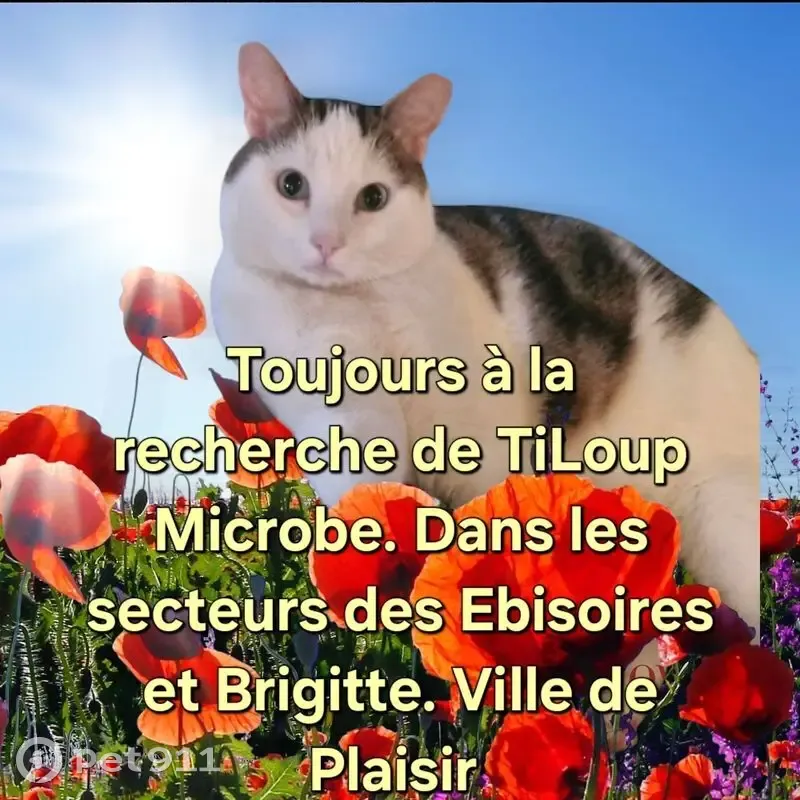 Chat perdu : européen blanc et tigré, Plaisir - photo