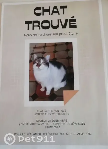 Chat mâle castré trouvé à la Goisbinière - photo