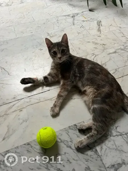Chat Romy disparu, ventre rasé, cicatrice - photo