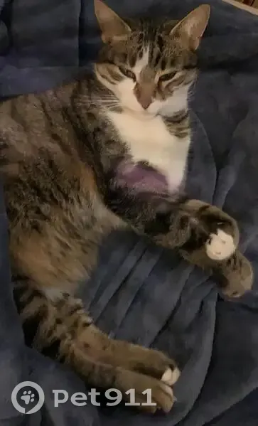 Aidez à retrouver notre chat disparu ! - photo