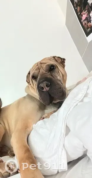 Sharpei sable 8 ans perdu à Paris - photo