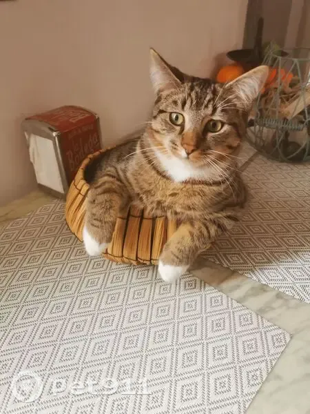 Chat perdu : mâle dodu, câlin, Port-Jérôme - photo