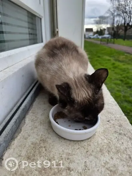 Chat beige et noir trouvé à Argenteuil - photo