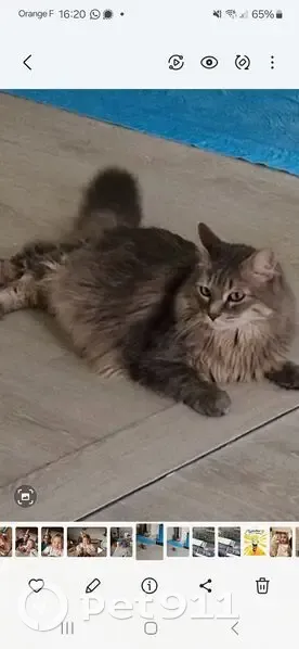 Chat mâle gris perdu à Publier - photo