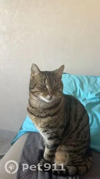 Chat perdu à L'Huisserie, Rue des Potiers - photo