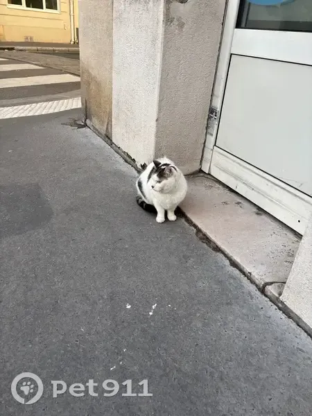 Chat trouvé place Jacques Audiard, Paris - photo