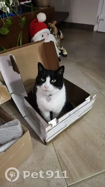 Chatte perdue à Devecey : noire et blanche - photo